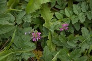 DPPhotography - Algarve - Erodium moschatum - A