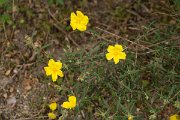 DPPhotography - Algarve - Halimium commutatum - A