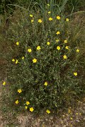 DPPhotography - Algarve - Halimium commutatum - B