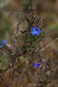 DPPhotography - Algarve - Lithodora prostrata lusitanica - B