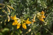 DPPhotography - Algarve - Lotus creticus - A