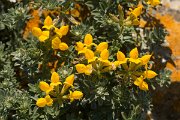 DPPhotography - Algarve - Lotus creticus - B