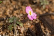 DPPhotography - Algarve - Malcolmia triloba - B