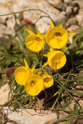 DPPhotography - Algarve - Narcissus bulbocodium - C