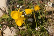 DPPhotography - Algarve - Narcissus bulbocodium - D