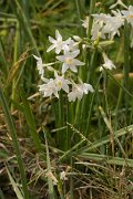 DPPhotography - Algarve - Narcissus papyraceus - C