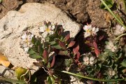 DPPhotography - Algarve - Paronychia argentea - A