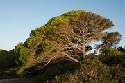 DPPhotography - Algarve - Pinus pinea - A