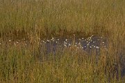 DPPhotography - Algarve - Ranunculus peltatus - A