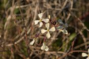 DPPhotography - Algarve - Raphanus raphanistrum - A
