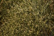 DPPhotography - Algarve - Retama monosperma - A