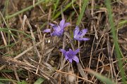 DPPhotography - Algarve - Scilla monophyllos - A