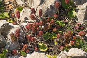 DPPhotography - Algarve - Sedum sediforme - A