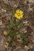 DPPhotography - Algarve - Tuberaria guttata - A