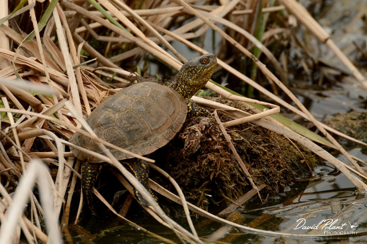 David Plant Photography - Wildlife Photography - European pond-turtle - A.jpg - European pond-turtle - Quinta de Marim