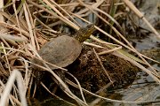 David Plant Photography - Wildlife Photography - European pond-turtle - A