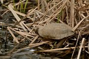 David Plant Photography - Wildlife Photography - Spanish pond-turtle - A