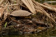 David Plant Photography - Wildlife Photography - Spanish pond-turtle - B