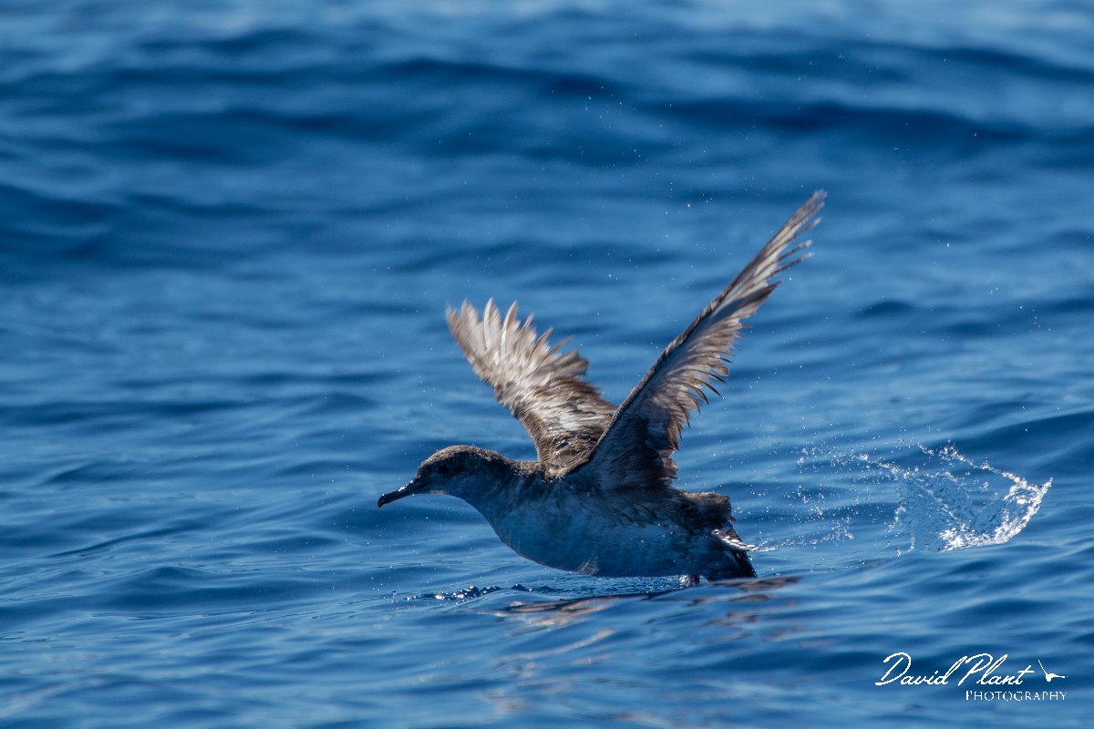 DPPhotography - Maderia - Balearic shearwater - A.jpg - Balearic shearwater - Ocean SE of Madeira, Madeira