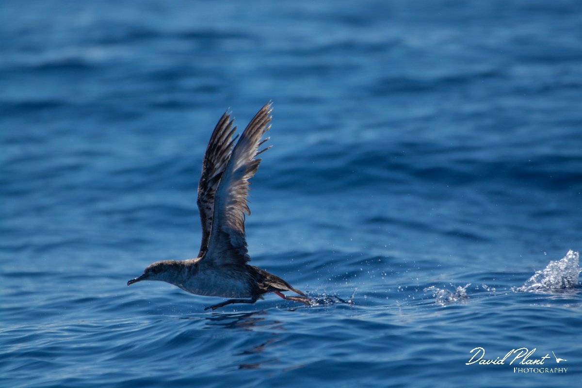 DPPhotography - Maderia - Balearic shearwater - B.jpg - Balearic shearwater - Ocean SE of Madeira, Madeira