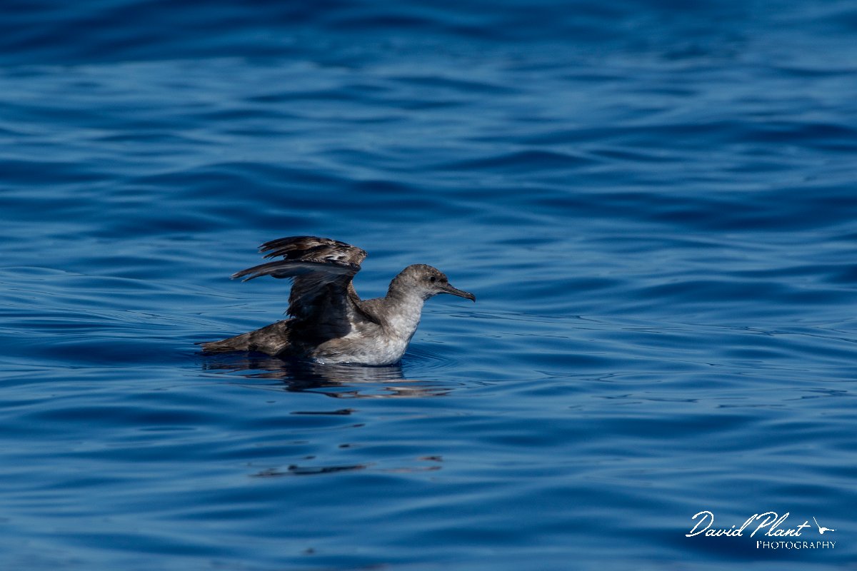 DPPhotography - Maderia - Balearic shearwater - C.jpg - Balearic shearwater - Ocean SE of Madeira, Madeira