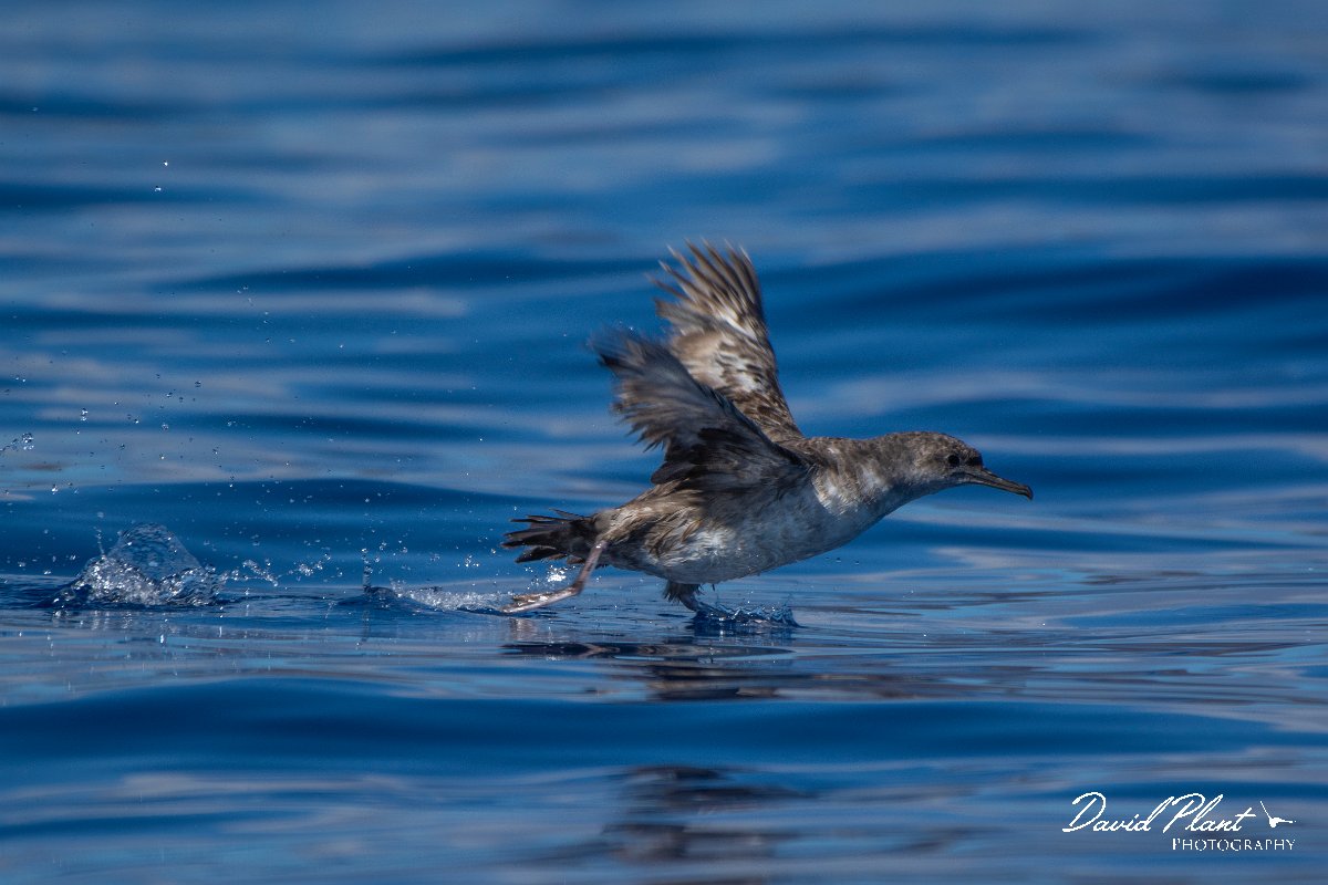 DPPhotography - Maderia - Balearic shearwater - F.jpg - Balearic shearwater - Ocean SE of Madeira, Madeira