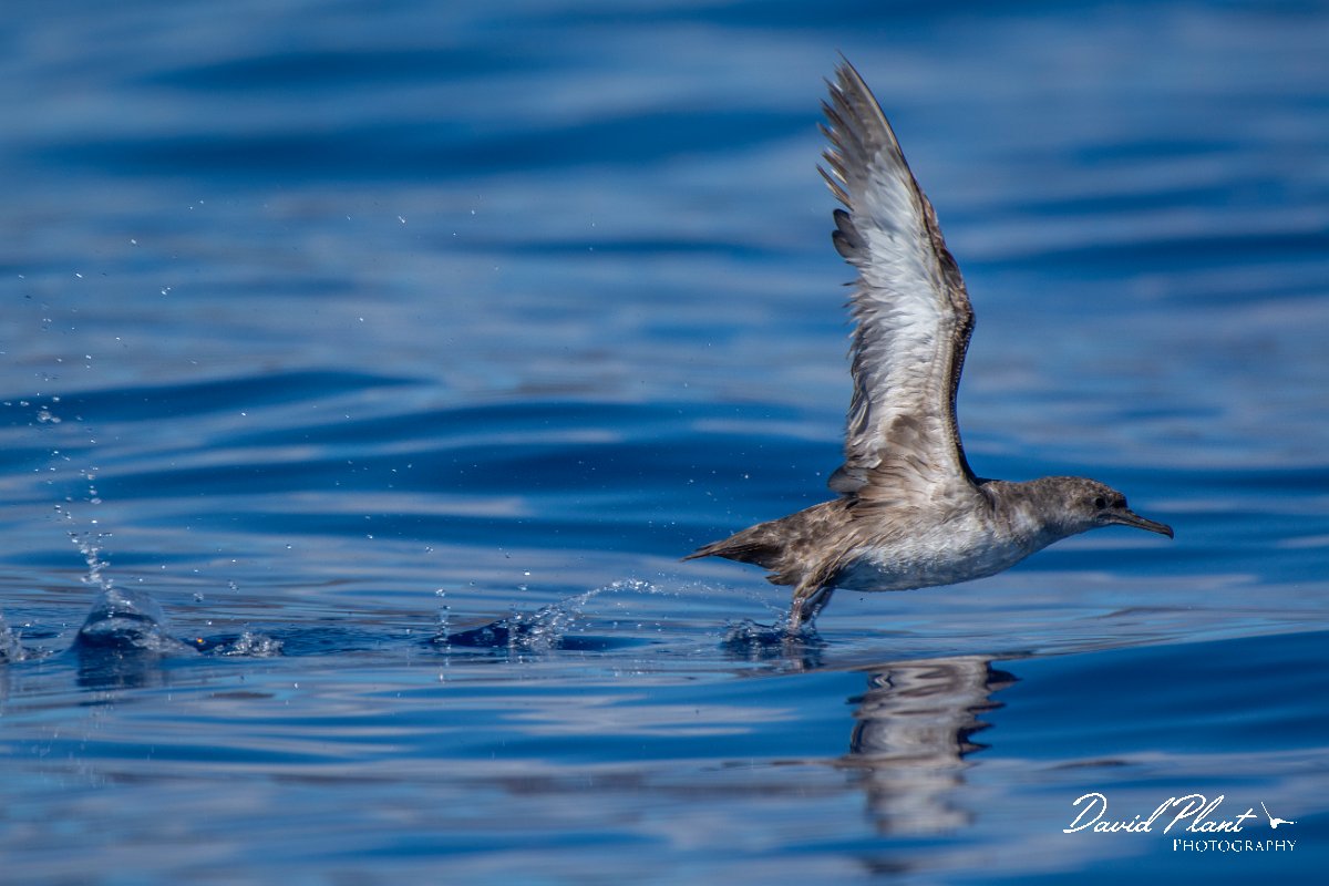 DPPhotography - Maderia - Balearic shearwater - G.jpg - Balearic shearwater - Ocean SE of Madeira, Madeira