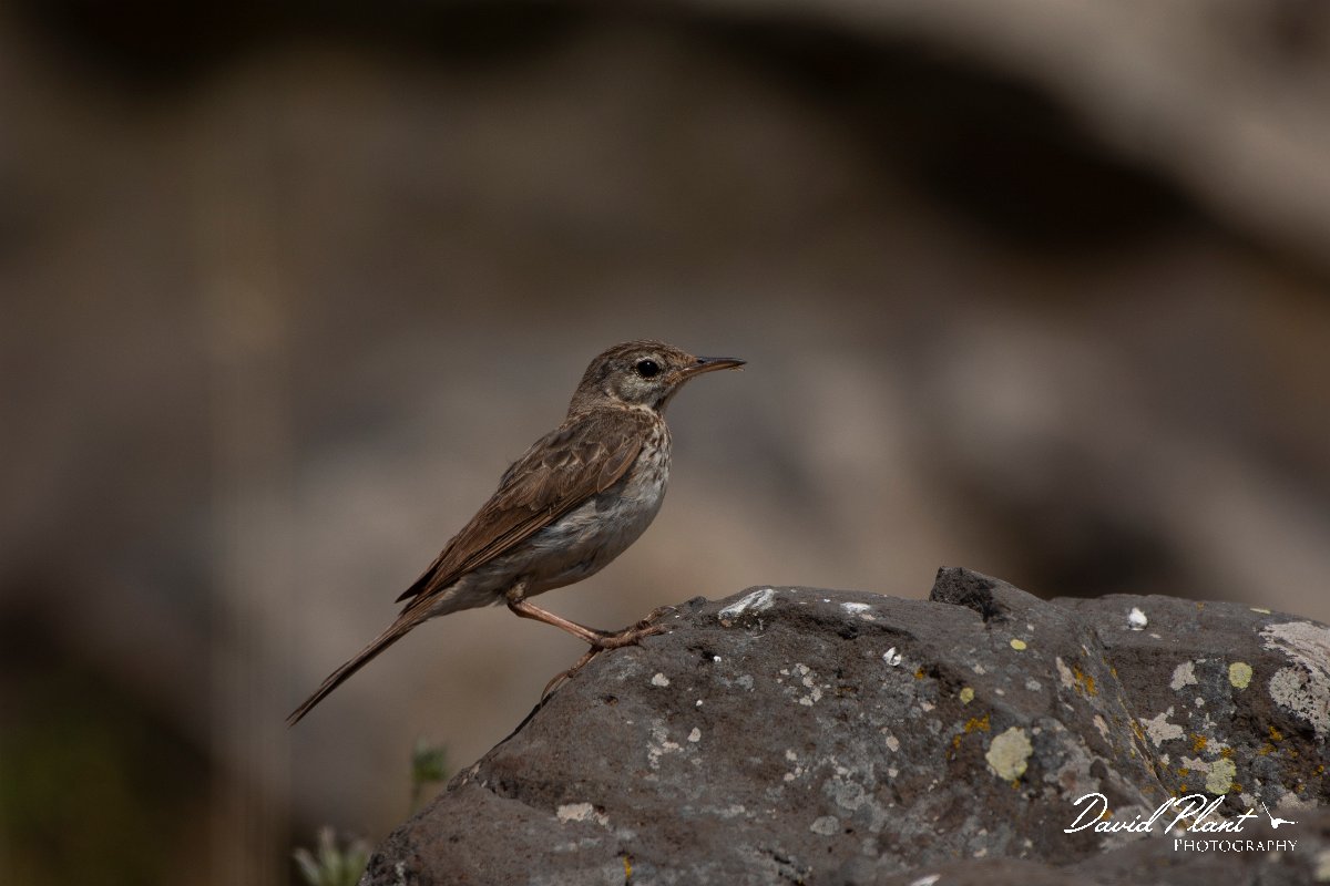 DPPhotography - Maderia - Berthelot's pipit - D.jpg - Berthelot's pipit - Sao Lourenco Peninsula, Madeira