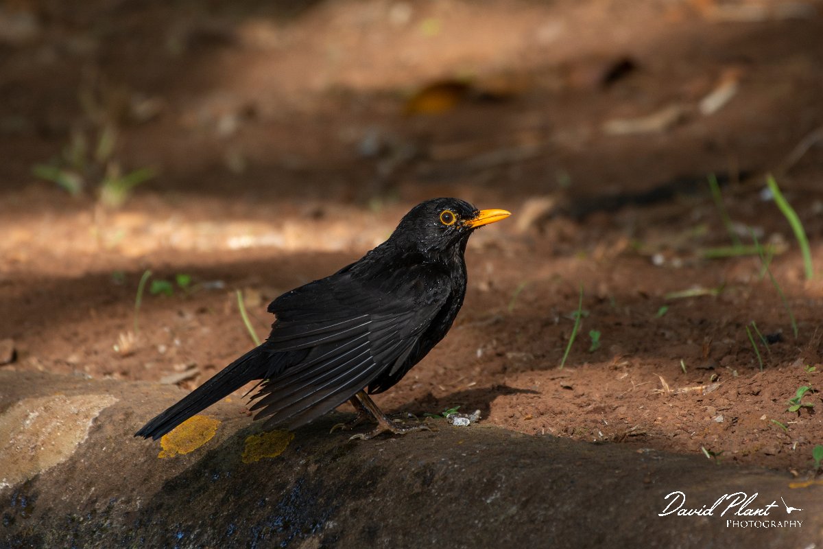 DPPhotography - Maderia - Blackbird - A.jpg - Blackbird - Palheiro Gardens, Madeira