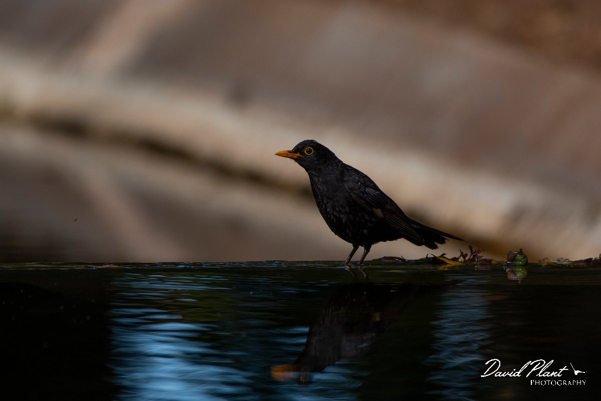 DPPhotography - Maderia - Blackbird - B.jpg - Blackbird - Palheiro Gardens, Madeira