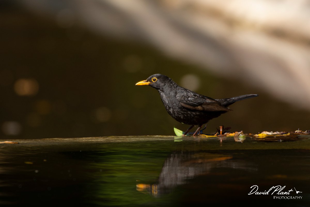 DPPhotography - Maderia - Blackbird - D.jpg - Blackbird - Palheiro Gardens, Madeira