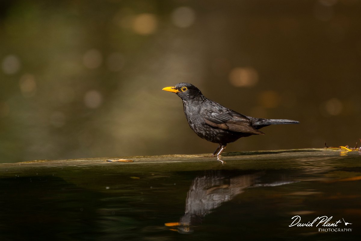 DPPhotography - Maderia - Blackbird - E.jpg - Blackbird - Palheiro Gardens, Madeira