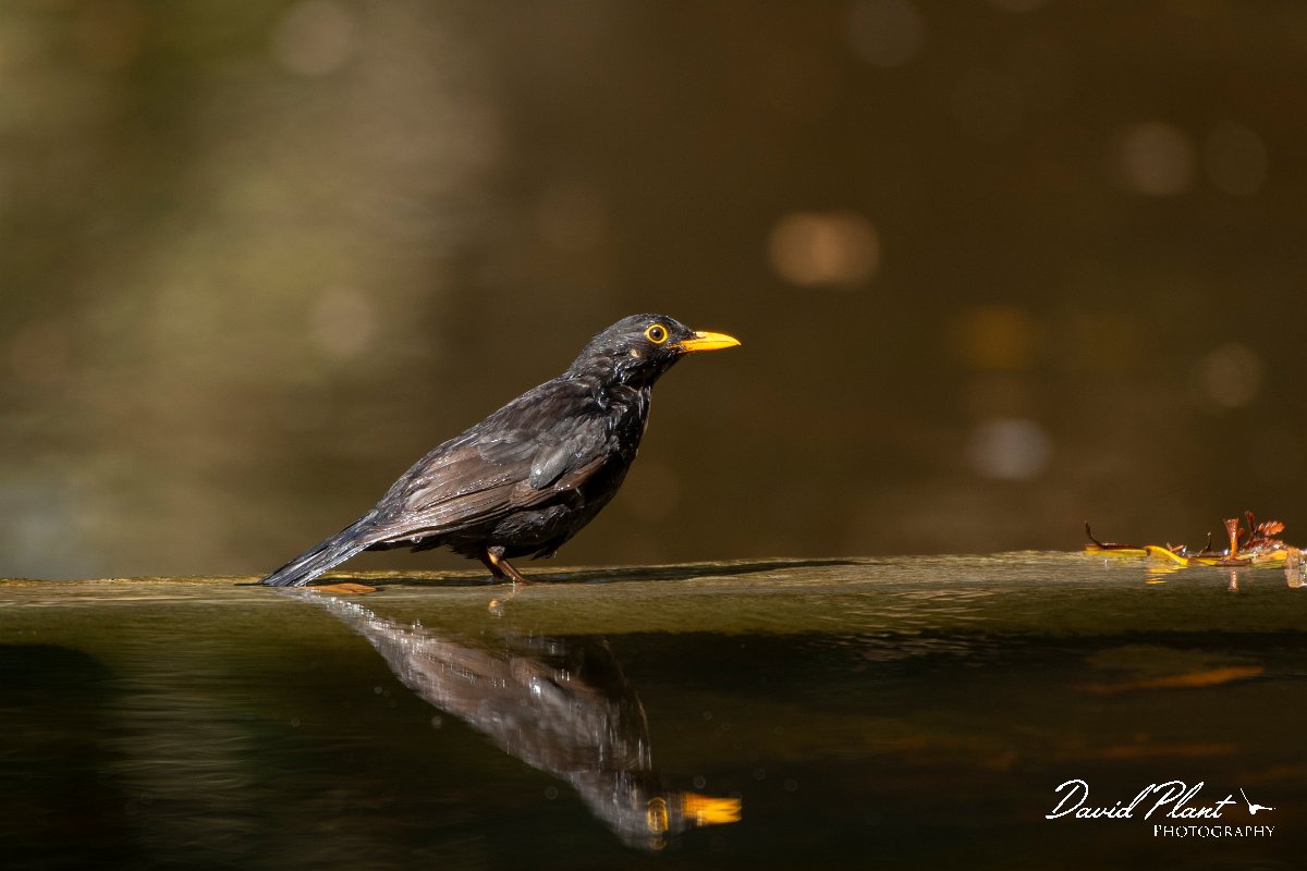 DPPhotography - Maderia - Blackbird - F.jpg - Blackbird - Palheiro Gardens, Madeira