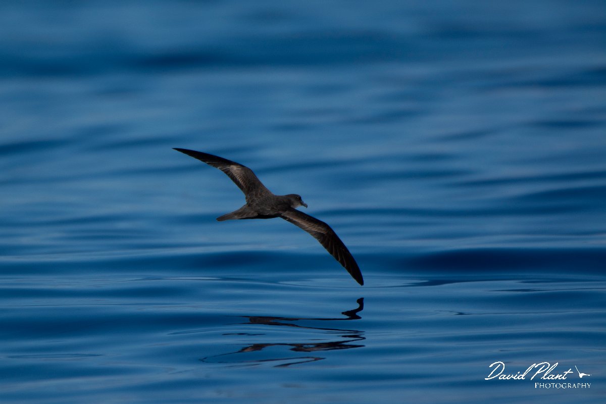 DPPhotography - Maderia - Bulwer's petrel - C.jpg - Bulwer's petrel - Ocean SE of Madeira, Madeira