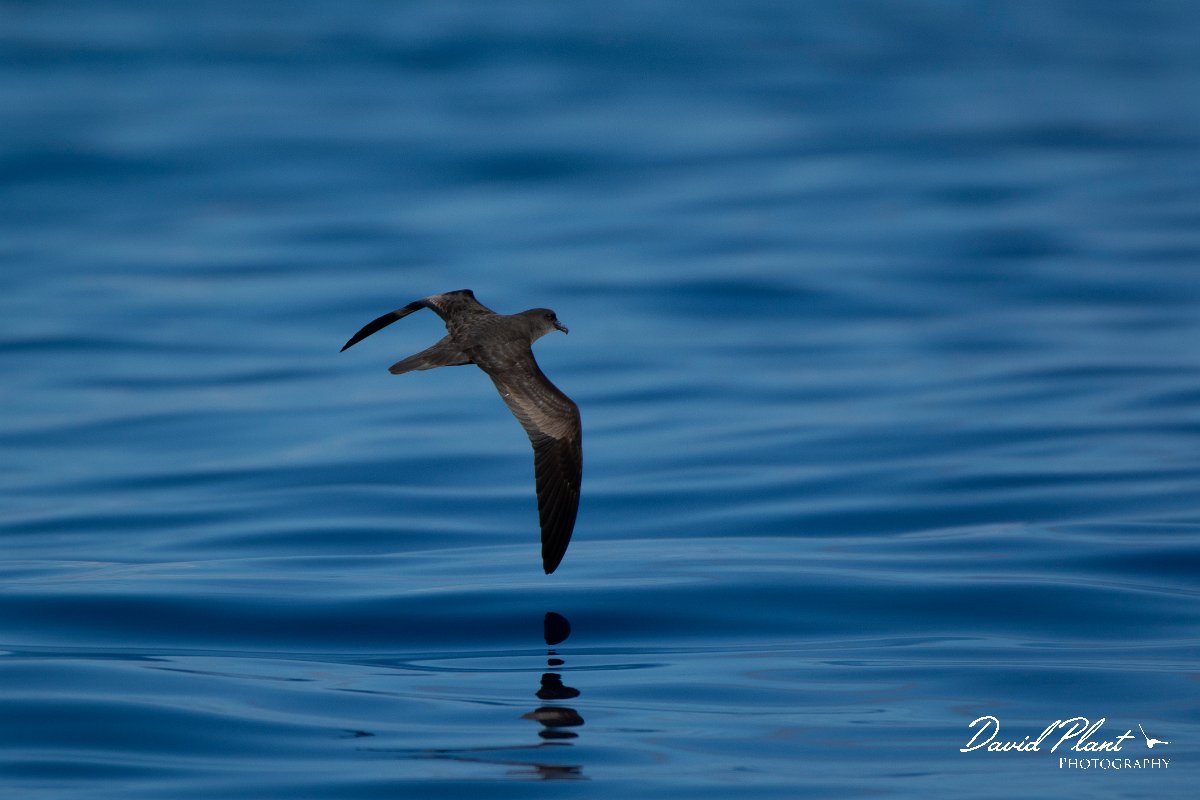 DPPhotography - Maderia - Bulwer's petrel - D.jpg - Bulwer's petrel - Ocean SE of Madeira, Madeira