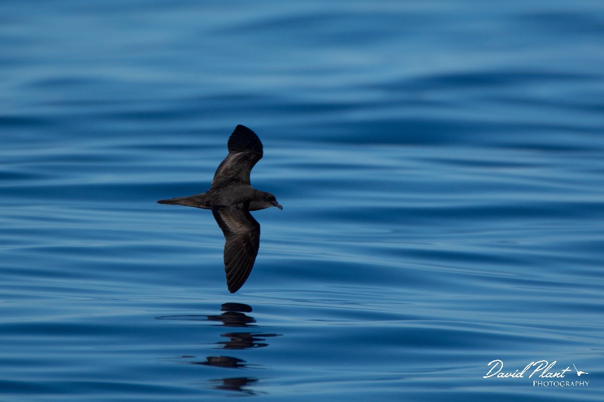 DPPhotography - Maderia - Bulwer's petrel - E.jpg - Bulwer's petrel - Ocean SE of Madeira, Madeira