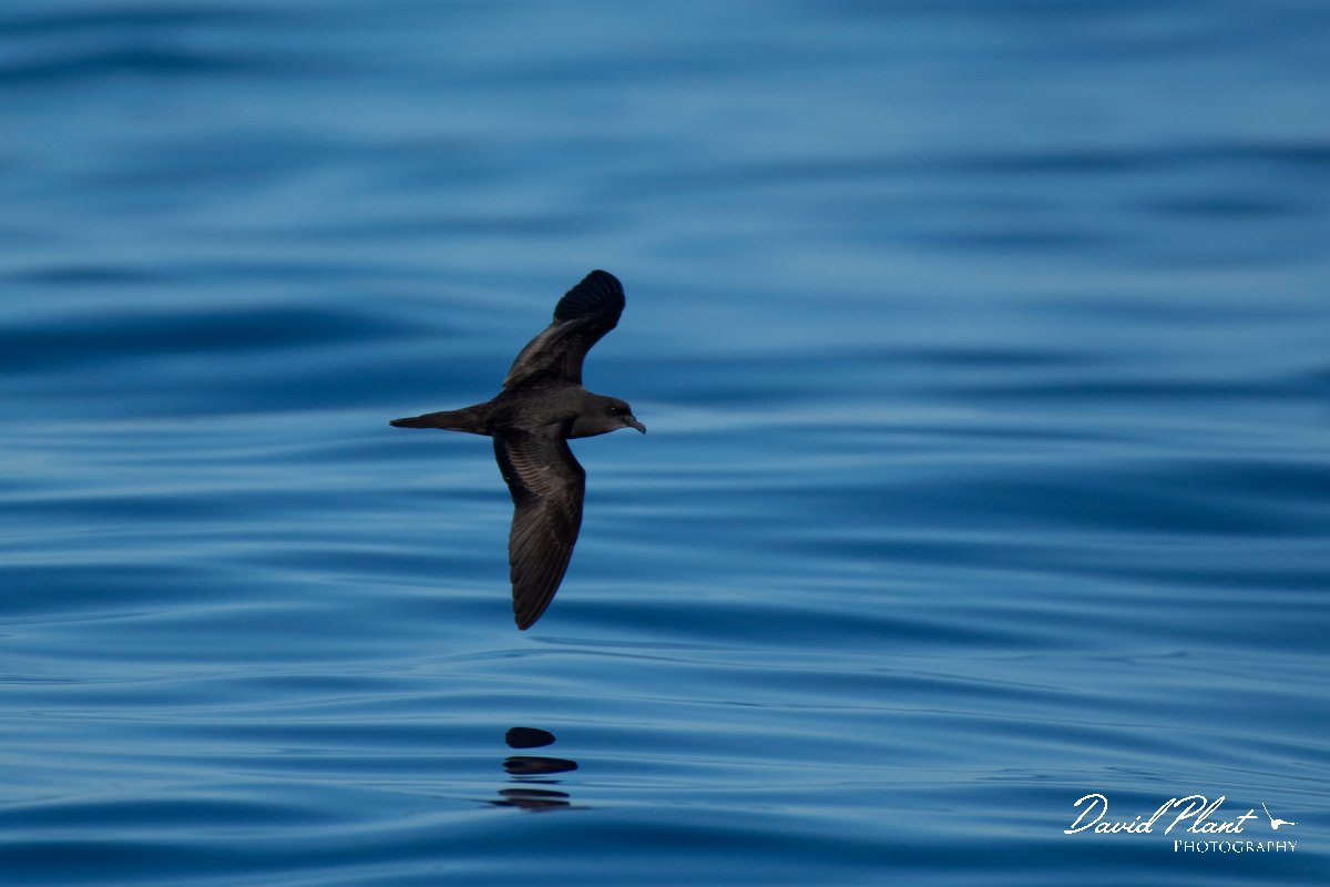 DPPhotography - Maderia - Bulwer's petrel - F.jpg - Bulwer's petrel - Ocean SE of Madeira, Madeira