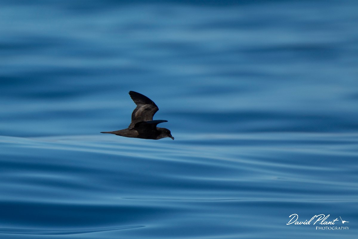 DPPhotography - Maderia - Bulwer's petrel - G.jpg - Bulwer's petrel - Ocean SE of Madeira, Madeira
