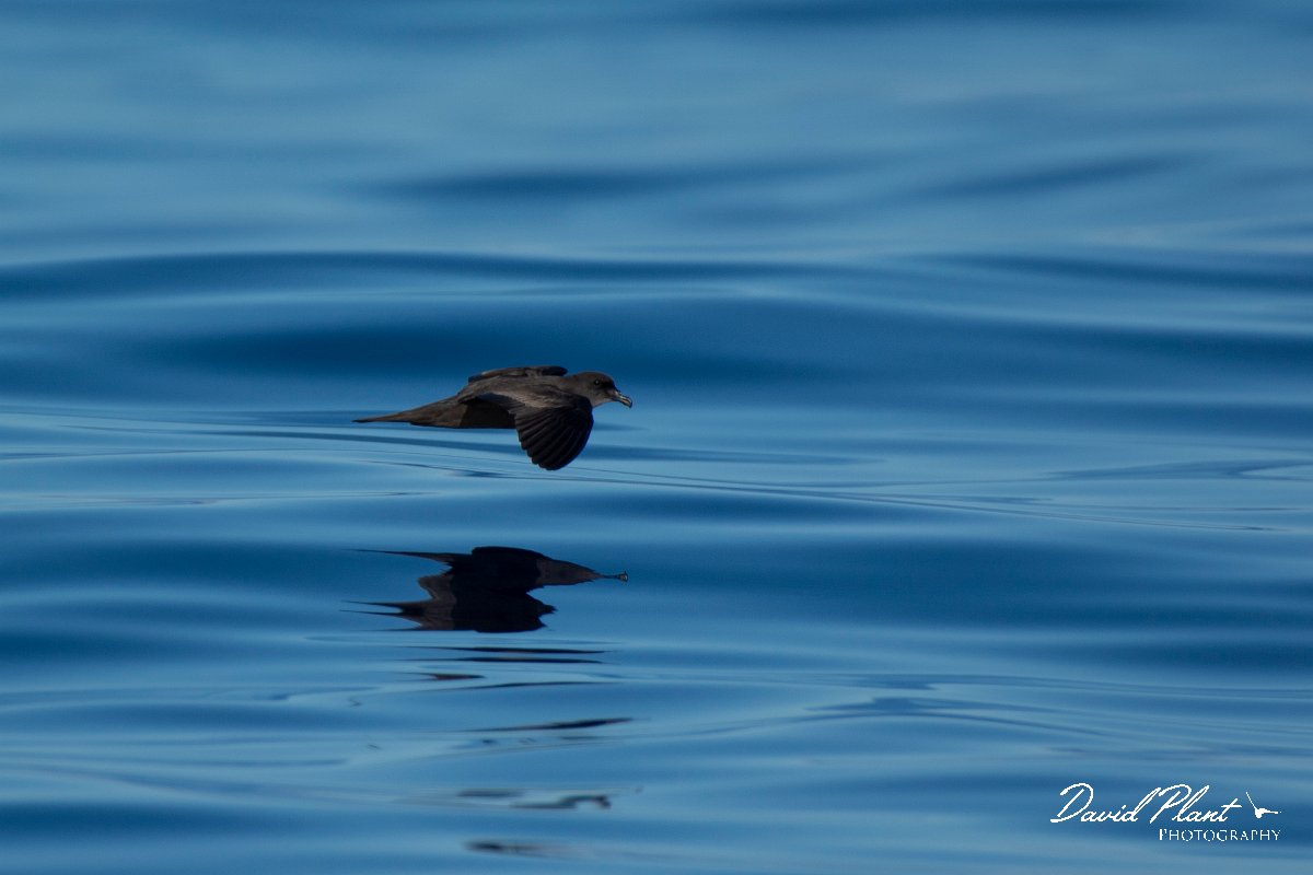 DPPhotography - Maderia - Bulwer's petrel - H.jpg - Bulwer's petrel - Ocean SE of Madeira, Madeira