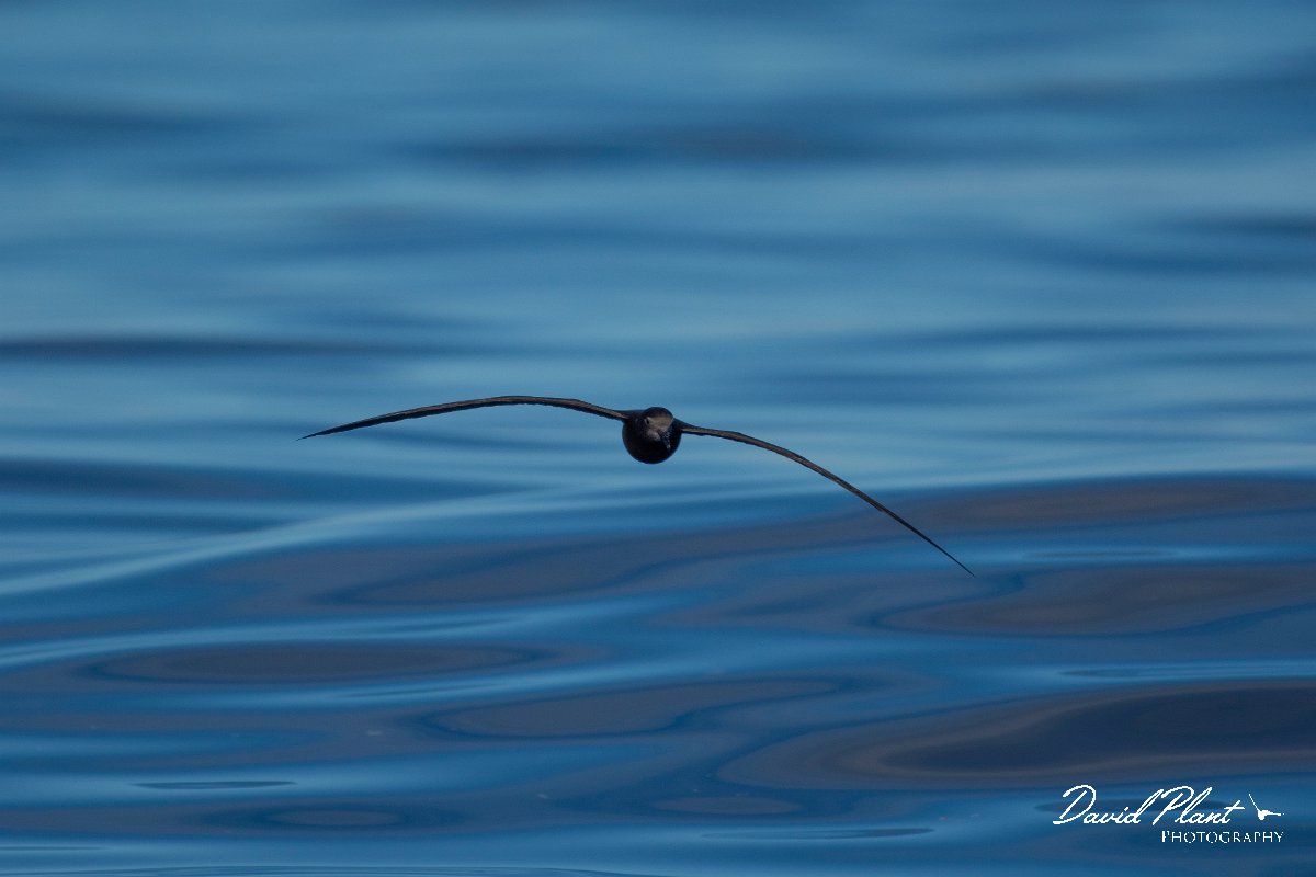 DPPhotography - Maderia - Bulwer's petrel - I.jpg - Bulwer's petrel - Ocean SE of Madeira, Madeira