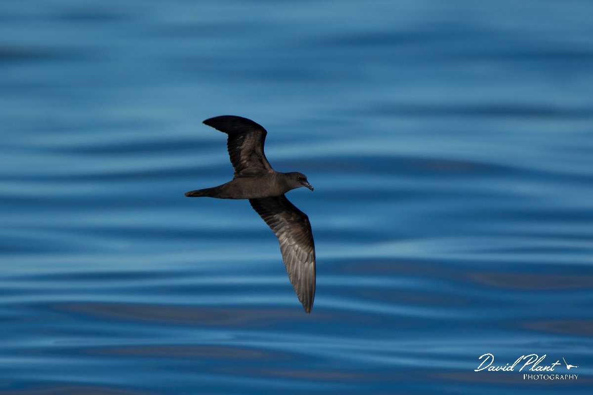 DPPhotography - Maderia - Bulwer's petrel - J.jpg - Bulwer's petrel - Ocean SE of Madeira, Madeira
