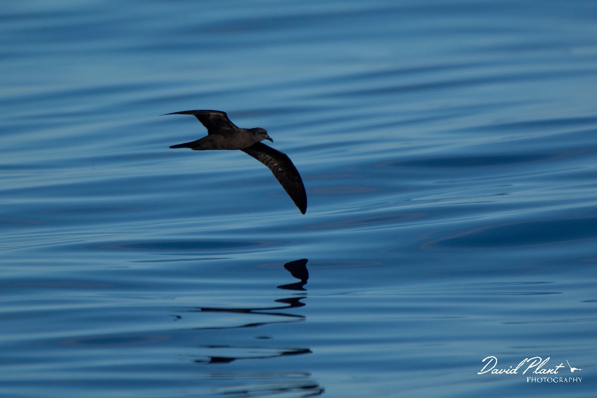 DPPhotography - Maderia - Bulwer's petrel - K.jpg - Bulwer's petrel - Ocean SE of Madeira, Madeira