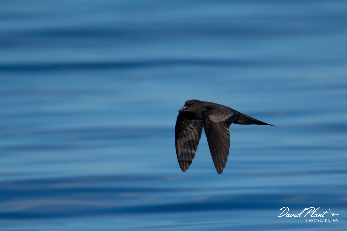 DPPhotography - Maderia - Bulwer's petrel - L.jpg - Bulwer's petrel - Ocean SE of Madeira, Madeira
