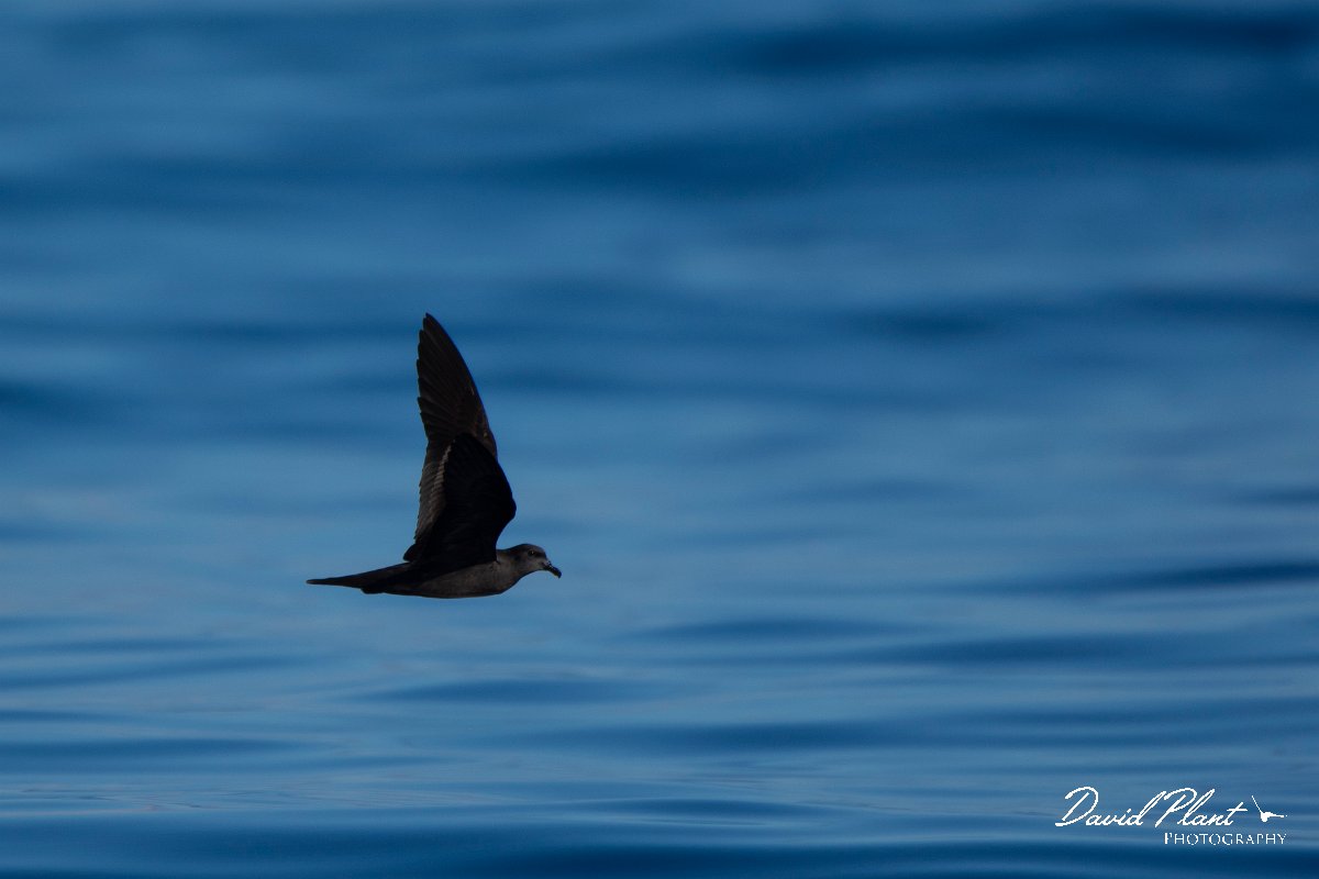 DPPhotography - Maderia - Bulwer's petrel - N.jpg - Bulwer's petrel - Ocean SE of Madeira, Madeira