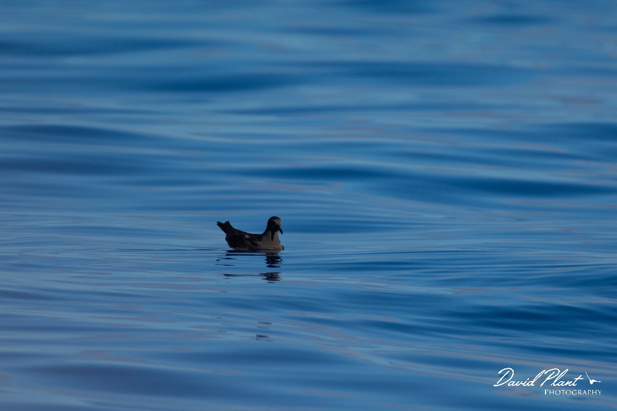 DPPhotography - Maderia - Bulwer's petrel - P.jpg - Bulwer's petrel - Ocean SE of Madeira, Madeira