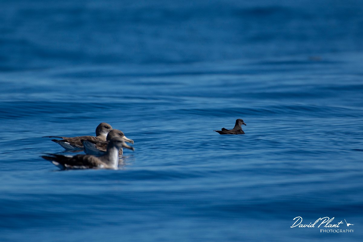 DPPhotography - Maderia - Bulwer's petrel - Q.jpg - Bulwer's petrel - Ocean SE of Madeira, Madeira