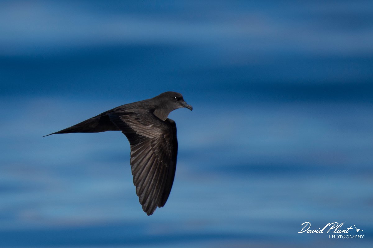 DPPhotography - Maderia - Bulwer's petrel - T.jpg - Bulwer's petrel - Ocean SE of Madeira, Madeira