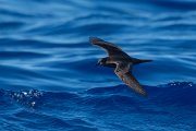 DPPhotography - Maderia - Bulwer's petrel - A