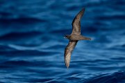 DPPhotography - Maderia - Bulwer's petrel - B