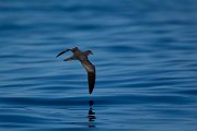 DPPhotography - Maderia - Bulwer's petrel - D
